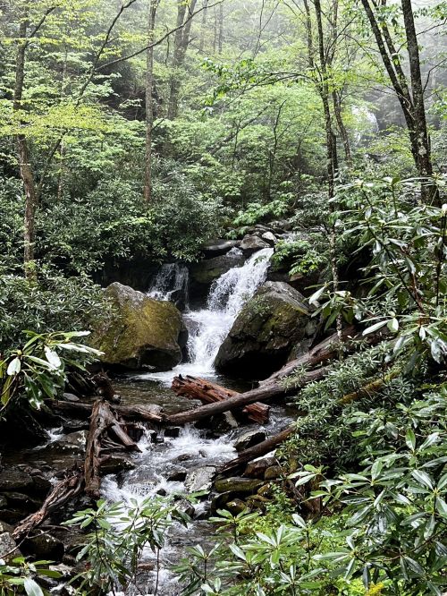 A serene forest scene featuring a cascading waterfall surrounded by lush greenery and moss-covered rocks.