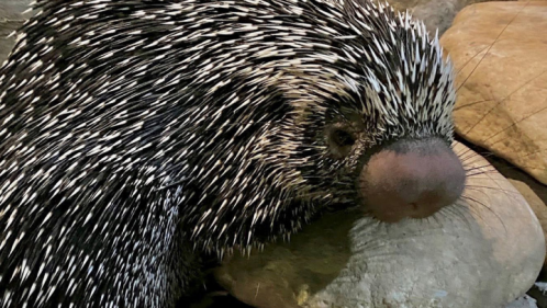 A close-up of a porcupine resting its head on a rock, showcasing its distinctive spiky fur.