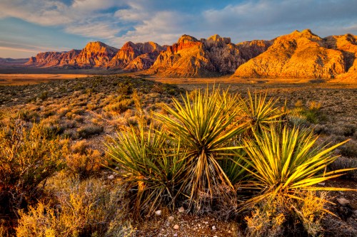 Desert landscape with spiky plants in the foreground and colorful mountains under a blue sky in the background.