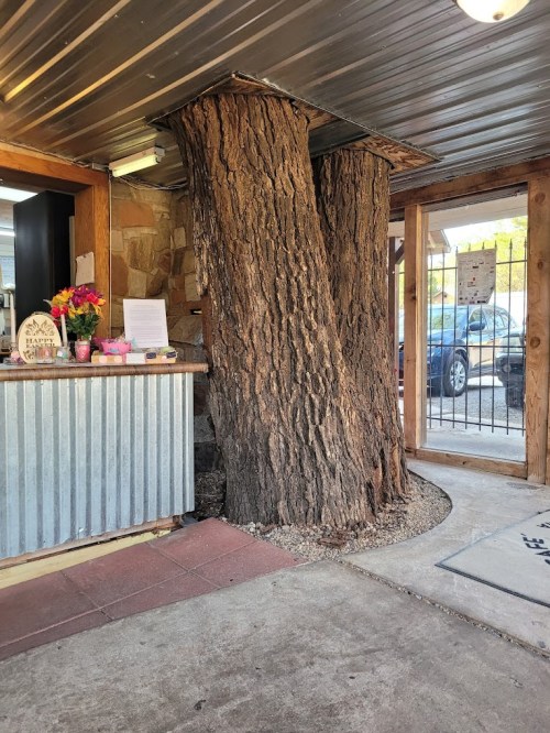 A rustic interior featuring two large tree trunks integrated into the design, with a welcoming entrance and decor.