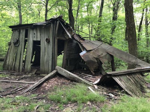 A dilapidated wooden structure partially collapsed in a lush green forest.