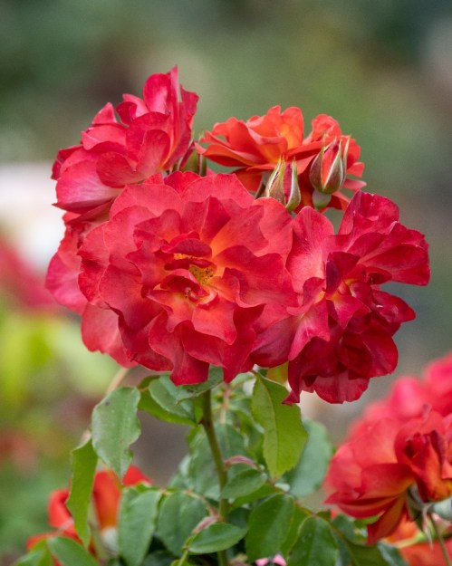 A cluster of vibrant red roses in full bloom, surrounded by green leaves.