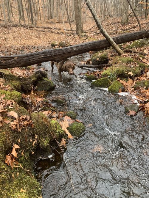 A dog wades through a shallow stream in a wooded area, surrounded by fallen leaves and a fallen log.