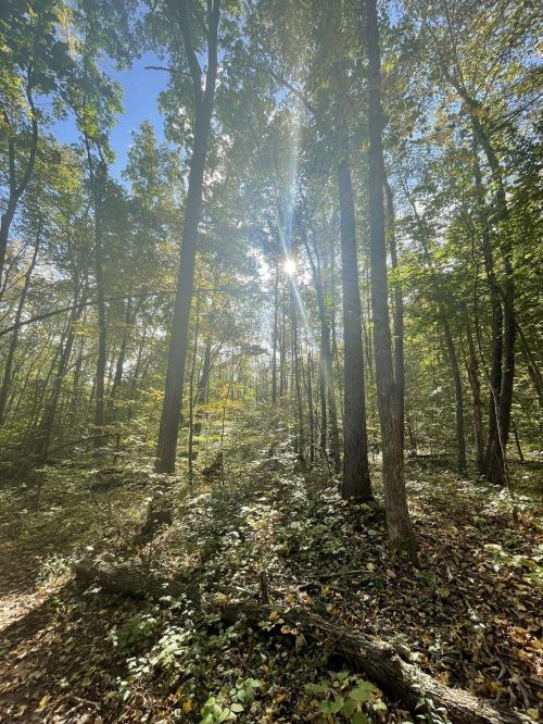 Sunlight filters through tall trees in a lush forest, illuminating the path covered in fallen leaves and greenery.