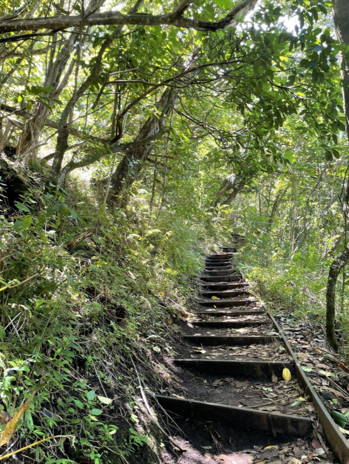 A winding wooden staircase leads through a lush, green forest with dense trees and foliage.