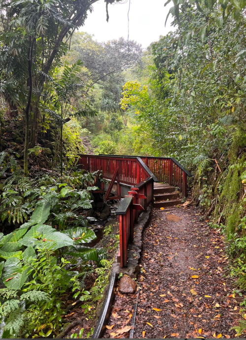 A winding path through lush greenery, featuring a wooden bridge and steps, surrounded by tropical plants and trees.