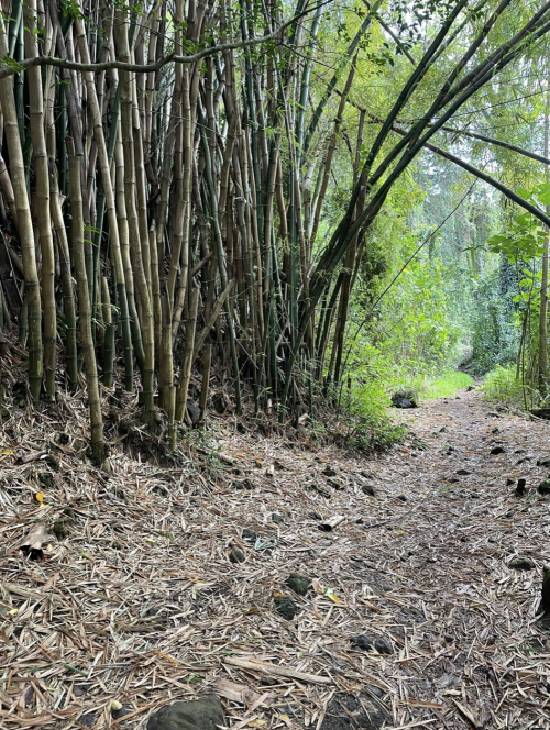 A narrow path through a bamboo forest, with lush greenery and scattered rocks along the trail.