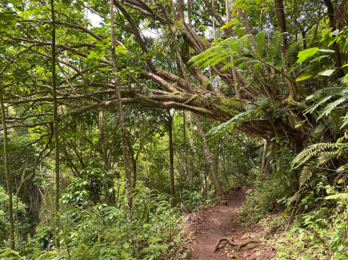 A lush forest path surrounded by dense greenery and a large, sprawling tree with thick branches.