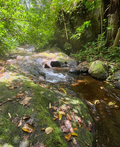 A serene stream flows over moss-covered rocks, surrounded by lush greenery and fallen leaves in a tranquil forest setting.