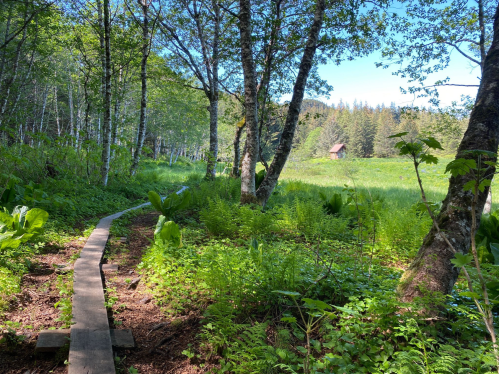 A wooden path winds through lush greenery and trees, leading to a distant cabin in a serene landscape.
