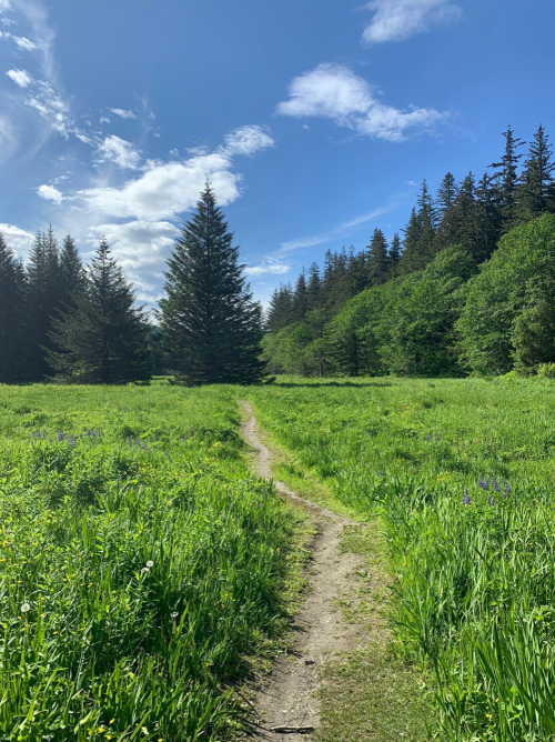 A winding dirt path through a lush green meadow, surrounded by tall trees and a bright blue sky.