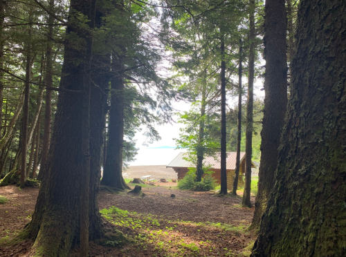 A serene forest scene with tall trees framing a view of a cabin near a beach in the distance.
