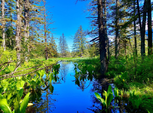 A serene forest scene with a calm, reflective pond surrounded by lush greenery and tall trees under a clear blue sky.