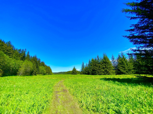 A clear blue sky over a lush green meadow, with a winding path leading through tall grass and trees in the background.