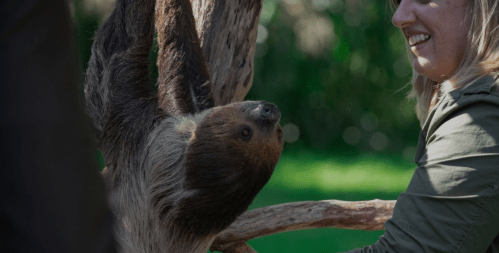 A woman smiles while interacting with a sloth hanging from a tree branch in a lush green setting.