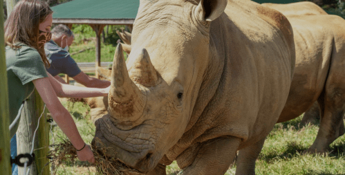 A person feeds a rhinoceros while another person assists in a sunny outdoor setting.