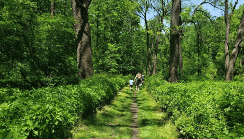 Two children walk along a lush, green path in a forest, surrounded by tall trees and vibrant foliage.