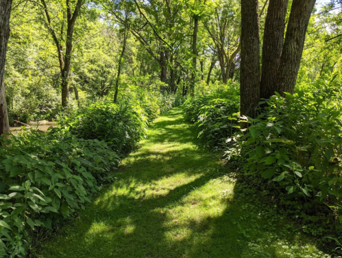 A lush green pathway surrounded by trees and dense foliage, inviting exploration in a serene natural setting.