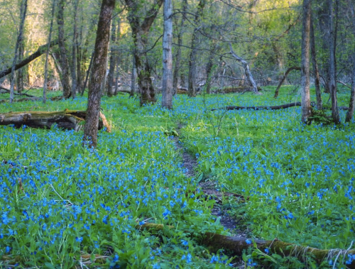 A serene forest scene with a path surrounded by vibrant blue wildflowers and lush green foliage.