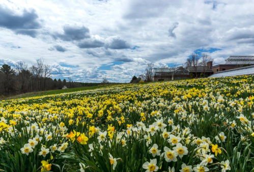 A vibrant field of yellow and white daffodils under a cloudy sky, with a building in the background.