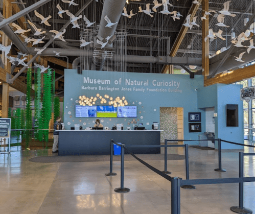 Interior of the Museum of Natural Curiosity, featuring a reception desk, green decor, and decorative paper birds.