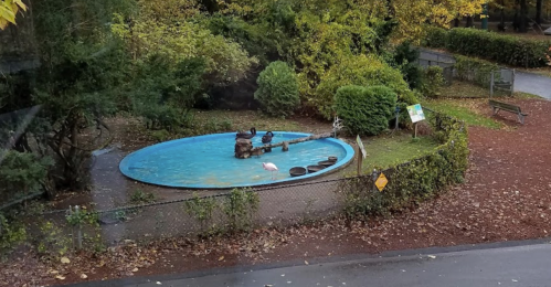 A small pond surrounded by greenery, with a few ducks and a flamingo in the water, set in a park.
