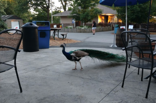 A peacock walks on a patio surrounded by chairs, with a person in the background and trees nearby.