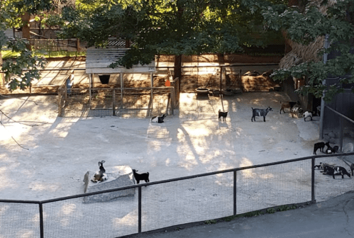A sunny outdoor area with several goats roaming on sandy ground, surrounded by trees and a fenced enclosure.