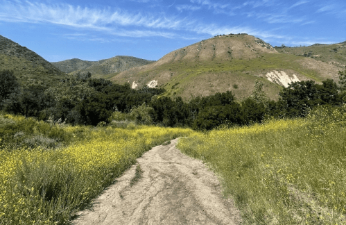 A winding dirt path through a vibrant yellow flower field, surrounded by green hills under a blue sky.
