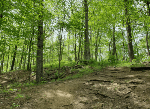 A lush green forest with tall trees and a dirt path winding through the undergrowth. Sunlight filters through the leaves.