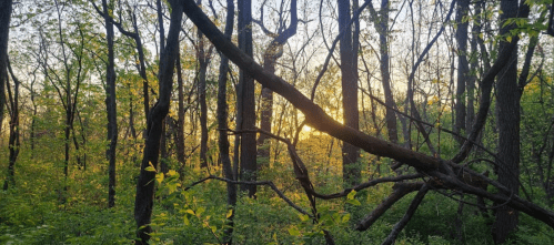 Sunlight filters through trees in a lush forest, casting a warm glow on green foliage and branches.