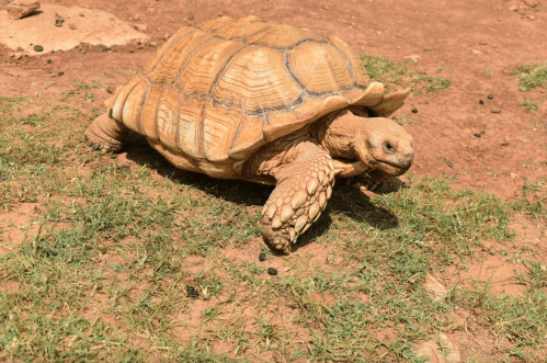 A large tortoise walking on grass, with a textured shell and a sandy background.