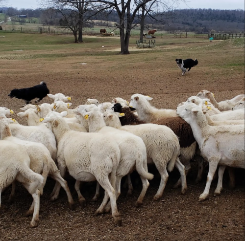 A flock of sheep in a field with a dog herding them, surrounded by trees and a distant fence.