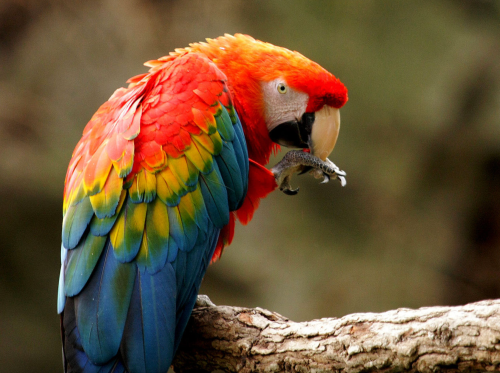 A colorful parrot with vibrant red, green, and blue feathers perched on a branch, grooming its foot.