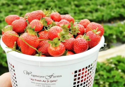 A white basket overflowing with fresh, ripe strawberries against a green field backdrop.