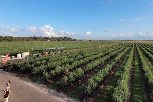 A wide view of a lush green vineyard under a blue sky with scattered clouds, featuring rows of grapevines.