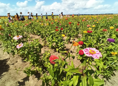 A vibrant field of colorful flowers with people walking in the background under a blue sky with fluffy clouds.