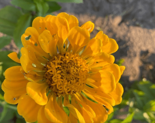 Close-up of a vibrant yellow flower with a textured center, surrounded by green leaves.