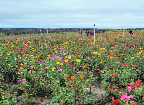 A vibrant field of colorful flowers with people walking through, set against a cloudy sky.