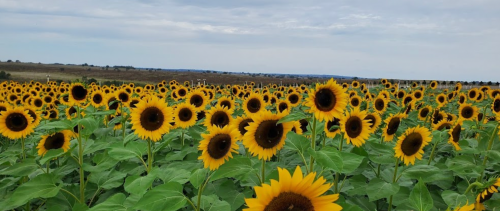 A vibrant field of sunflowers under a cloudy sky, stretching towards the horizon.