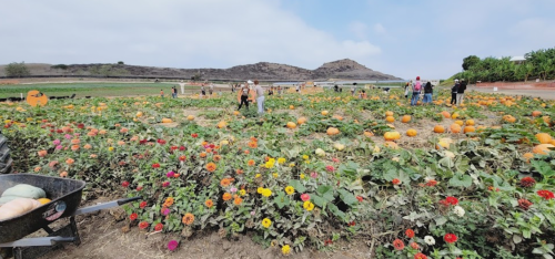 A vibrant pumpkin patch with orange pumpkins and colorful flowers, people exploring the field in the background.