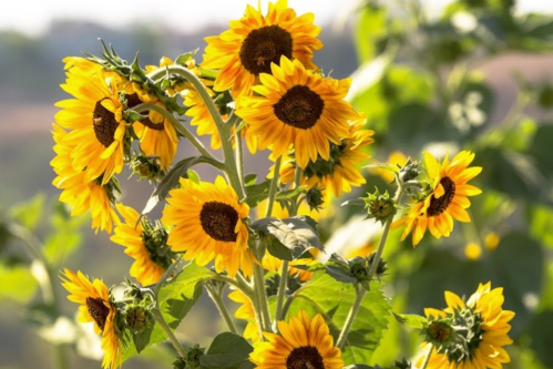 A vibrant cluster of sunflowers with bright yellow petals and dark centers, surrounded by green leaves.