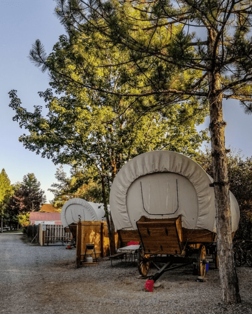 Two covered wagons are parked along a gravel path, surrounded by trees and greenery in a serene outdoor setting.