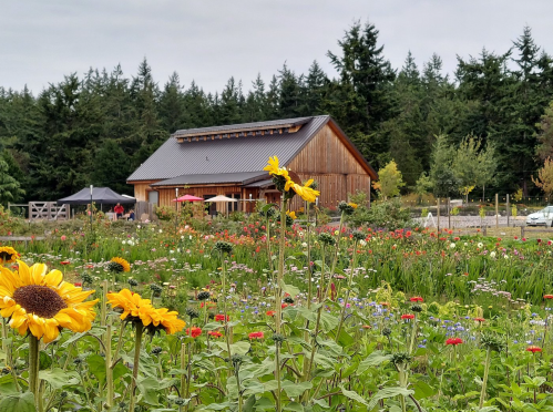 A vibrant flower field with sunflowers in the foreground and a wooden building surrounded by trees in the background.