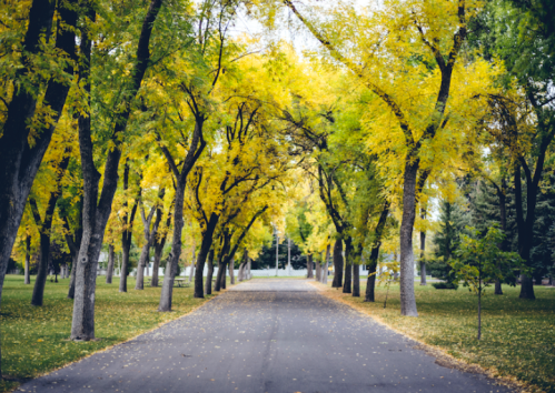 A serene pathway lined with tall trees, their leaves vibrant yellow, creating a picturesque autumn scene.
