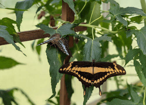 Two butterflies resting on green leaves, one with blue and brown patterns and the other with black and yellow wings.