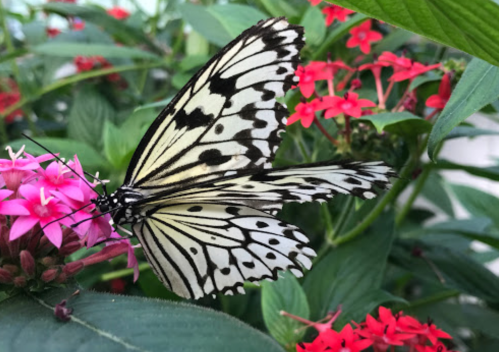 A black and white butterfly perched on a pink flower, surrounded by green leaves and vibrant red blooms.