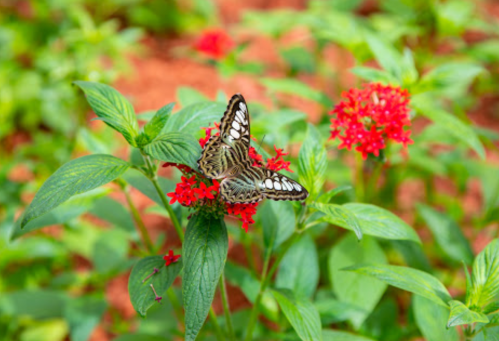 A butterfly with intricate patterns rests on vibrant red flowers amidst lush green foliage.