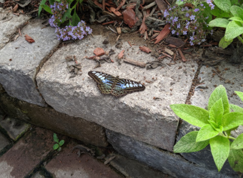 A butterfly with blue and brown wings rests on a stone path surrounded by green plants and small purple flowers.