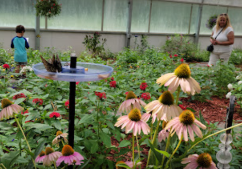 A child explores a greenhouse filled with colorful flowers, while an adult observes nearby.
